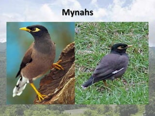 Mynahs
 