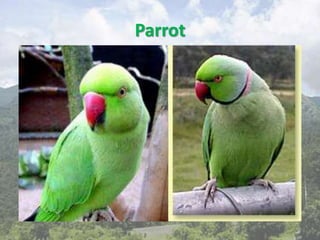 Parrot
 