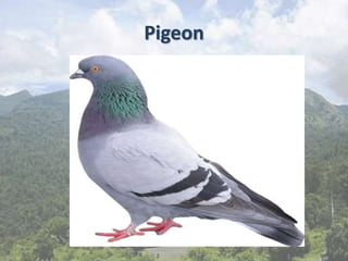 Pigeon
 