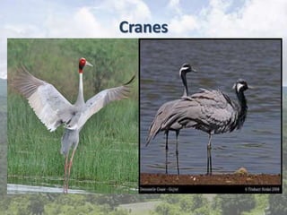 Cranes
 