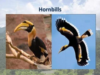 Hornbills
 