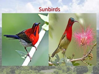 Sunbirds
 