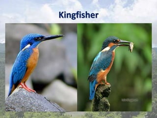 Kingfisher
 