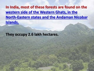 In India, most of these forests are found on the
western side of the Western Ghats, in the
North-Eastern states and the Andaman Nicobar
Islands.
They occupy 2.6 lakh hectares.
 