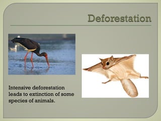 Intensive deforestation
leads to extinction of some
species of animals.
 