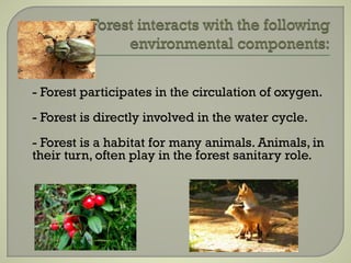- Forest participates in the circulation of oxygen.
- Forest is directly involved in the water cycle.
- Forest is a habitat for many animals. Animals, in
their turn, often play in the forest sanitary role.
 