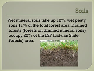 Wet mineral soils take up 12%, wet peaty
soils 11% of the total forest area. Drained
forests (forests on drained mineral soils)
occupy 22% of the LSF (Latvian State
Forests) area.
 