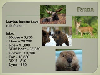 Latvian forests have
rich fauna.
Like:
• Moose – 8,700
• Deer – 29.200
• Roe – 91,800
• Wild boar – 26,370
• Beaver – 22,780
• Fox – 18,530
• Wolf – 810
• Lynx – 650
 