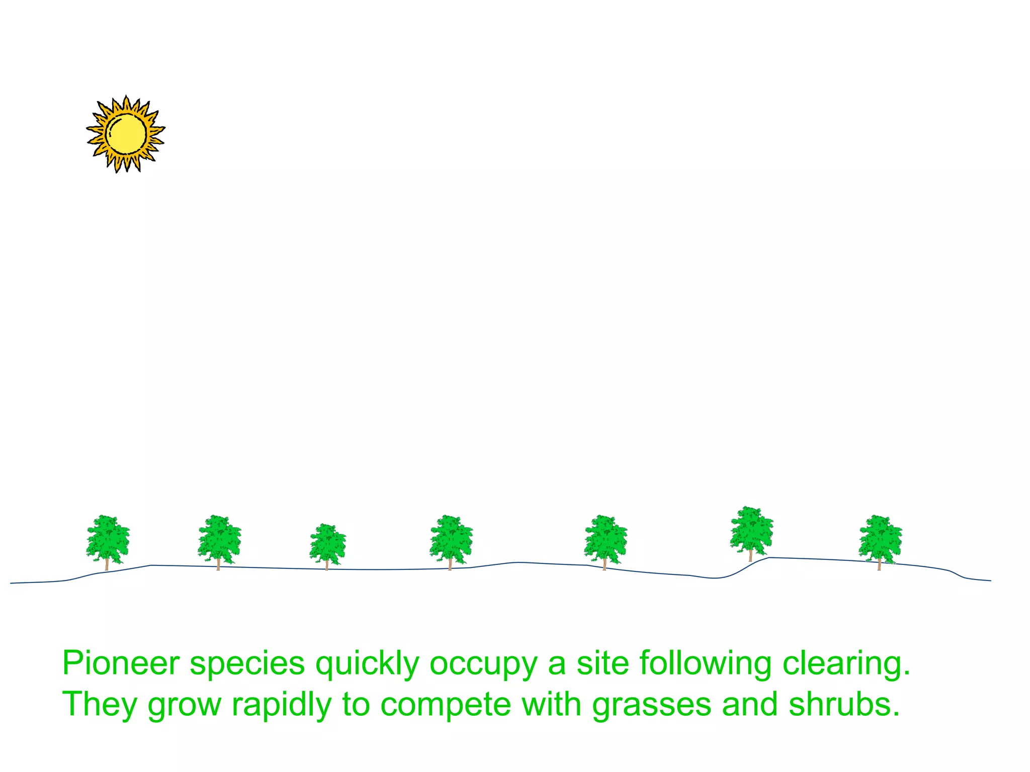 Pioneer species quickly occupy a site following clearing.  They grow rapidly to compete with grasses and shrubs. 