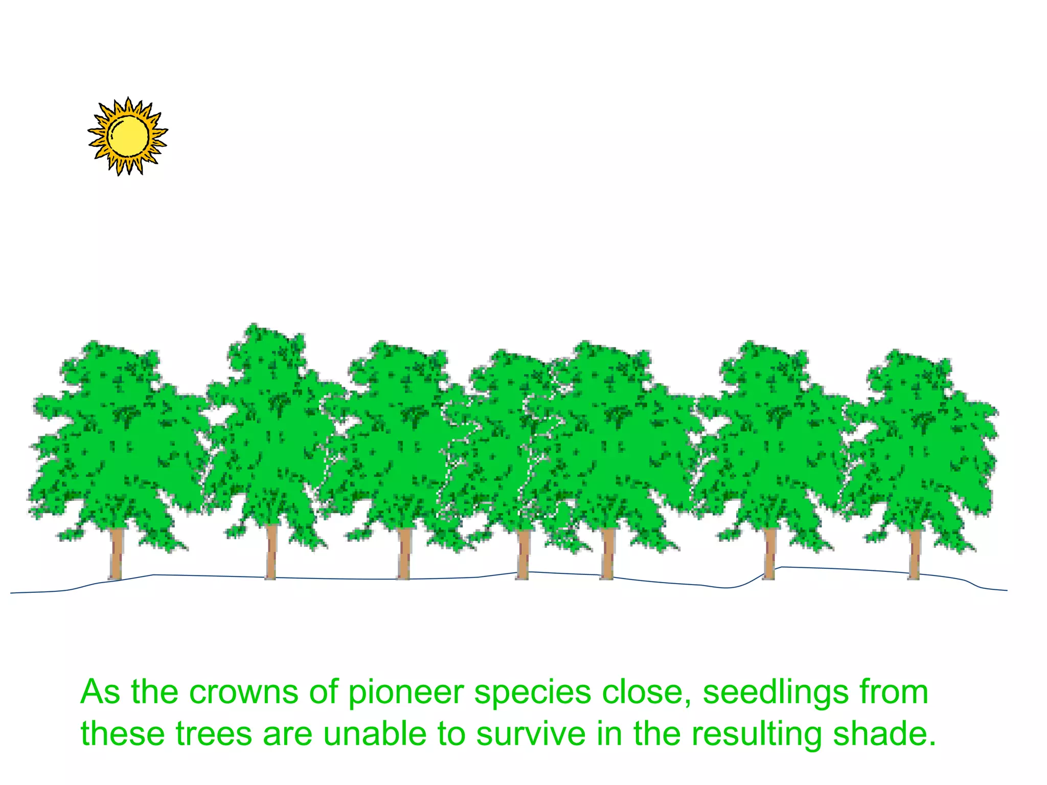 As the crowns of pioneer species close, seedlings from these trees are unable to survive in the resulting shade. 