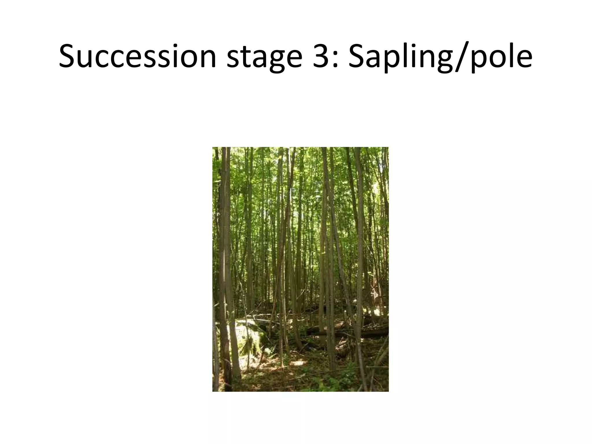 Succession stage 3: Sapling/pole 