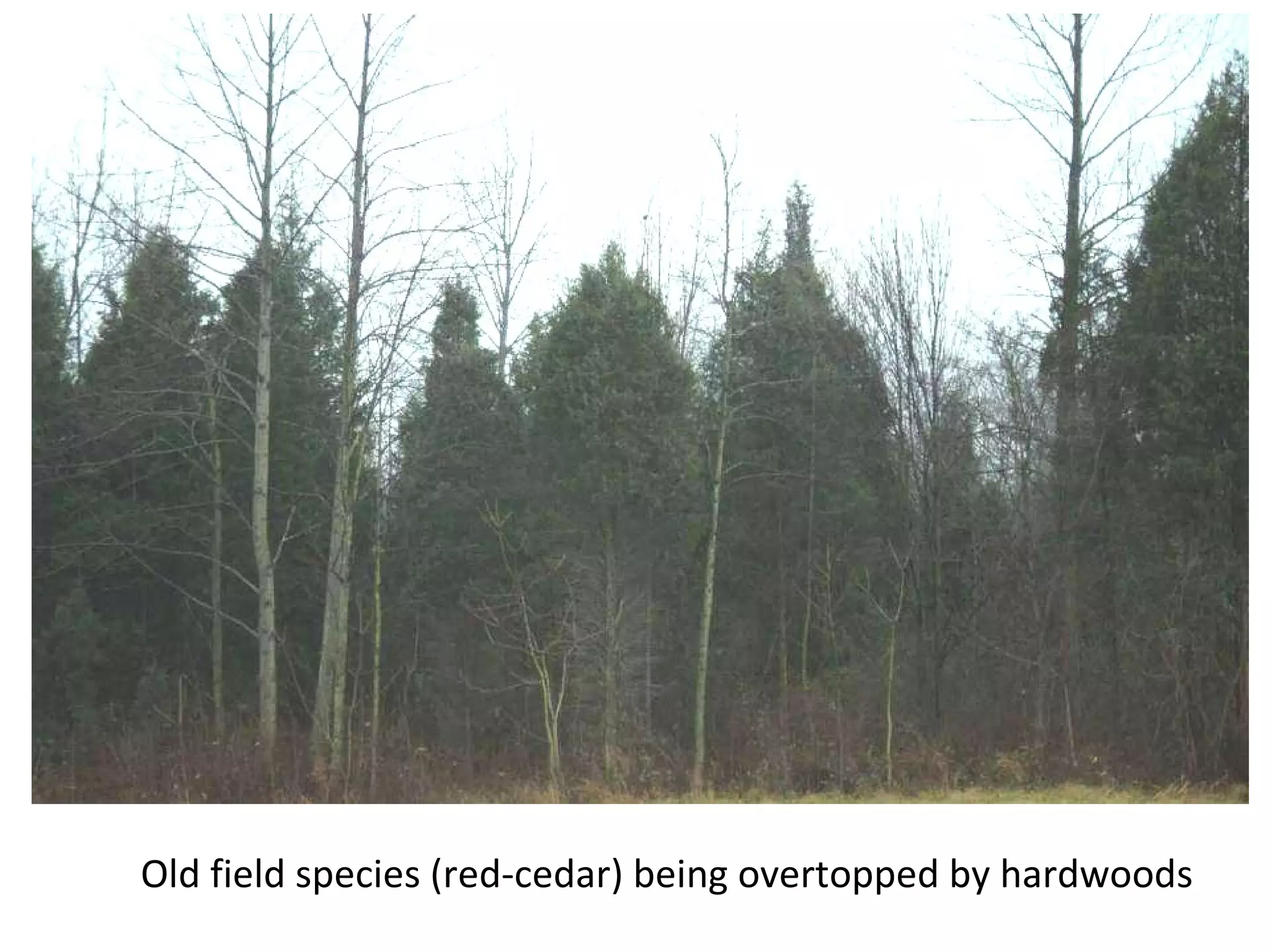 Old field species (red-cedar) being overtopped by hardwoods 