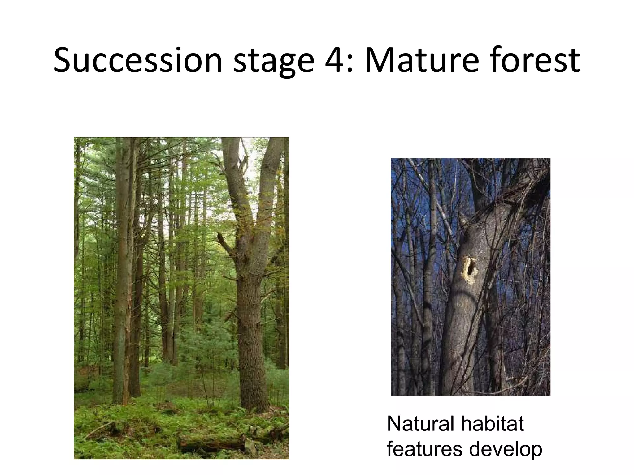 Succession stage 4: Mature forest Natural habitat features develop 