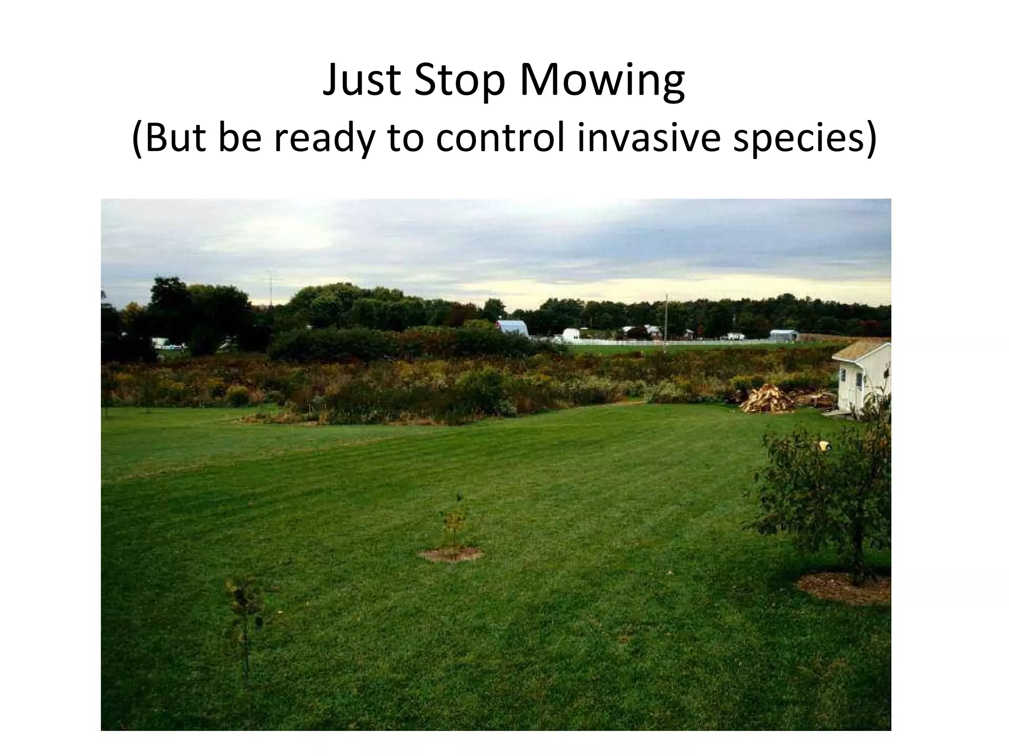 Just Stop Mowing (But be ready to control invasive species) 