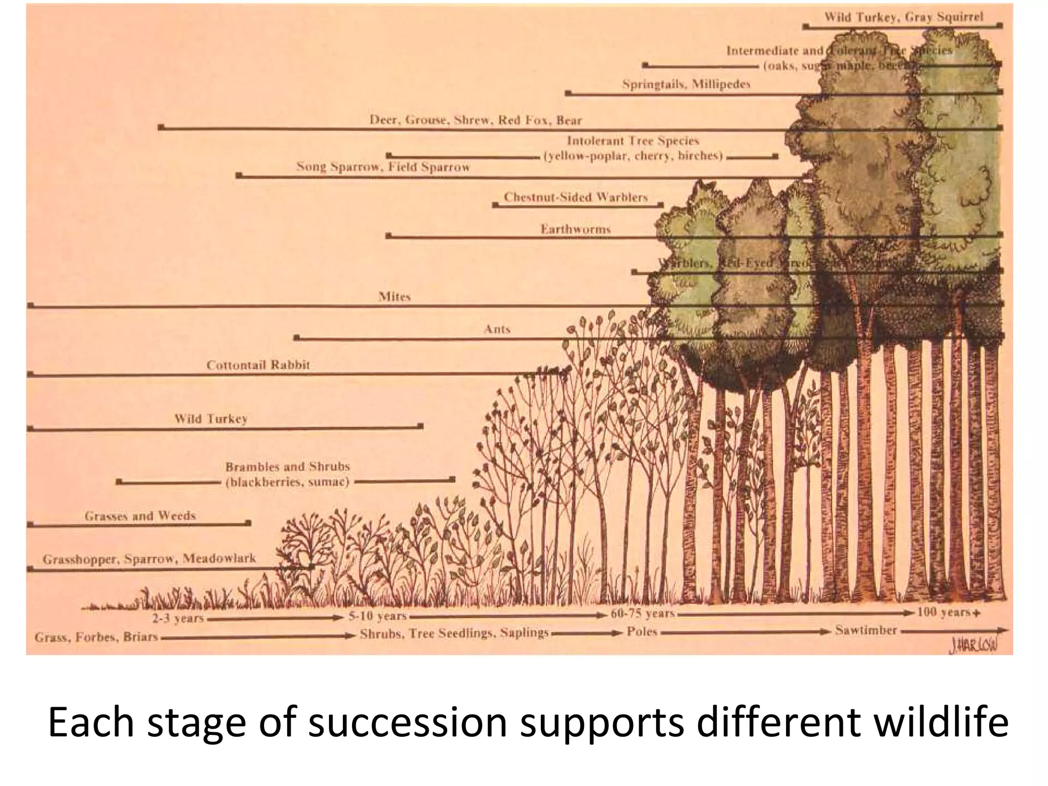 Each stage of succession supports different wildlife 