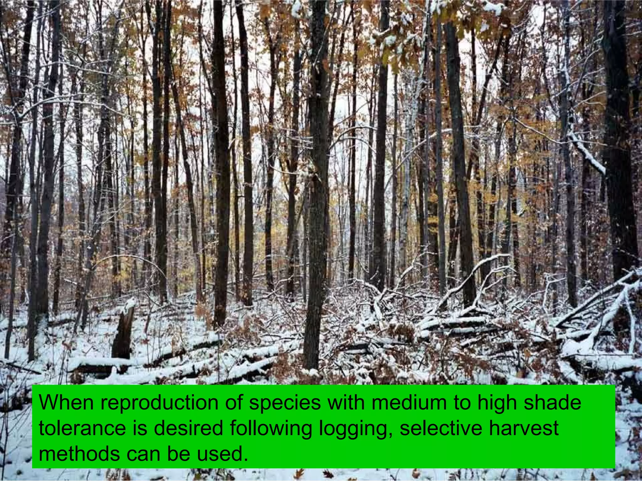 When reproduction of species with medium to high shade tolerance is desired following logging, selective harvest methods can be used.  