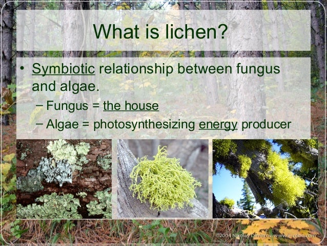 What is the name given to lichen or algae after a primary succession
