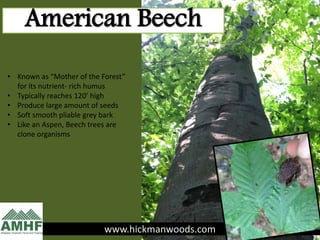 www.hickmanwoods.com
American Beech
• Known as “Mother of the Forest”
for its nutrient- rich humus
• Typically reaches 120’ high
• Produce large amount of seeds
• Soft smooth pliable grey bark
• Like an Aspen, Beech trees are
clone organisms
 