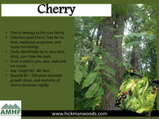 www.hickmanwoods.com
Cherry
• Cherry belongs to the rose family.
• Colonists used Cherry Tree for its
fruit, medicinal properties, and
home furnishings.
• Easily identifiable by its very dark,
thick, corn flake like bark.
• Fruit is used in jam, pies, soda and
ice cream.
• Ave. height 60’ -80’ feet.
• Beyond 80 – 100 years diameter
growth slows, and mortality of
cherry increases rapidly.
 