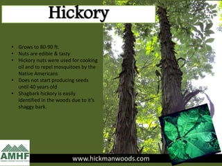 www.hickmanwoods.com
Hickory
• Grows to 80-90 ft.
• Nuts are edible & tasty
• Hickory nuts were used for cooking
oil and to repel mosquitoes by the
Native Americans
• Does not start producing seeds
until 40 years old
• Shagbark hickory is easily
identified in the woods due to it’s
shaggy bark.
 