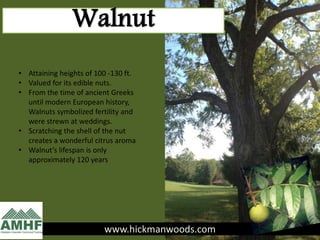 www.hickmanwoods.com
Walnut
• Attaining heights of 100 -130 ft.
• Valued for its edible nuts.
• From the time of ancient Greeks
until modern European history,
Walnuts symbolized fertility and
were strewn at weddings.
• Scratching the shell of the nut
creates a wonderful citrus aroma
• Walnut’s lifespan is only
approximately 120 years
 