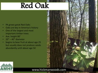 www.hickmanwoods.com
Red Oak
• PA grows great Red Oaks
• Oaks are key in America’s history
• One of the largest and most
important timber trees
• Ave. height 80’
• 20” – 40” diameter
• begins to bear fruit at about age 25
but usually does not produce seeds
abundantly until about age 50
 
