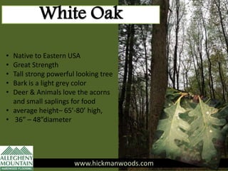 White Oak
www.hickmanwoods.com
• Native to Eastern USA
• Great Strength
• Tall strong powerful looking tree
• Bark is a light grey color
• Deer & Animals love the acorns
and small saplings for food
• average height– 65’-80’ high,
• 36” – 48”diameter
 