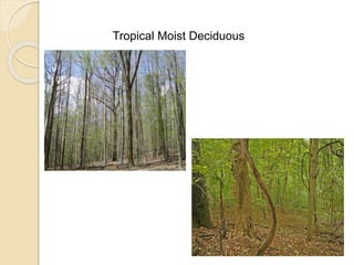 Tropical Moist Deciduous
 
