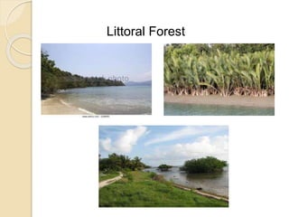 Littoral Forest
 