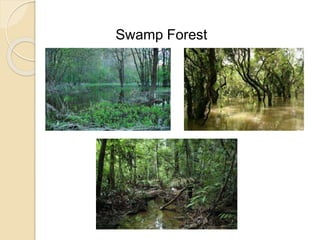Swamp Forest
 