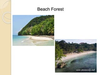 Beach Forest
 