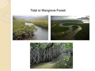 Tidal or Mangrove Forest
 