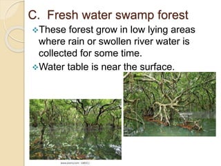 C. Fresh water swamp forest
These forest grow in low lying areas
where rain or swollen river water is
collected for some time.
Water table is near the surface.
 