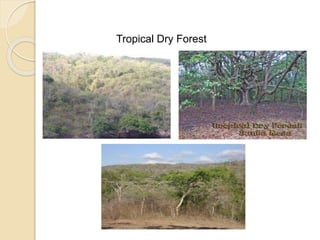 Tropical Dry Forest
 