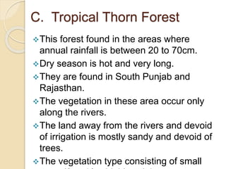 C. Tropical Thorn Forest
This forest found in the areas where
annual rainfall is between 20 to 70cm.
Dry season is hot and very long.
They are found in South Punjab and
Rajasthan.
The vegetation in these area occur only
along the rivers.
The land away from the rivers and devoid
of irrigation is mostly sandy and devoid of
trees.
The vegetation type consisting of small
 