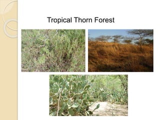 Tropical Thorn Forest
 