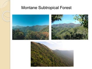 Montane Subtropical Forest
 