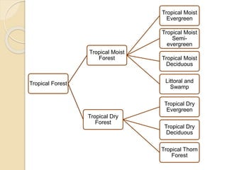 Tropical Forest
Tropical Moist
Forest
Tropical Moist
Evergreen
Tropical Moist
Semi-
evergreen
Tropical Moist
Deciduous
Littoral and
Swamp
Tropical Dry
Forest
Tropical Dry
Evergreen
Tropical Dry
Deciduous
Tropical Thorn
Forest
 