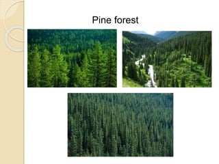 Pine forest
 