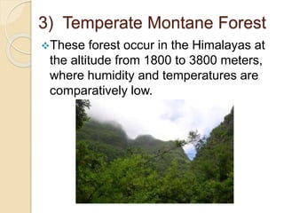 3) Temperate Montane Forest
These forest occur in the Himalayas at
the altitude from 1800 to 3800 meters,
where humidity and temperatures are
comparatively low.
 