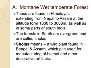 A. Montane Wet temperate Forest
These are found in Himalayas
extending from Nepal to Assam at the
altitude form 1800 to 3000m, as well as
in some parts of south India.
The forests in South are evergreen and
are called sholas.
Sholas means – a wild plant found in
Bengal & Assam, which pith used for
manufacturing of helmet and other
decorative artifacts.
 