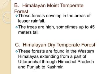 B. Himalayan Moist Temperate
Forest
These forests develop in the areas of
lesser rainfall.
The trees are high, sometimes up to 45
meters tall.
C. Himalayan Dry Temperate Forest
These forests are found in the Western
Himalayas extending from a part of
Uttaranchal through Himachal Pradesh
and Punjab to Kashmir.
 