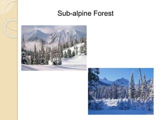 Sub-alpine Forest
 