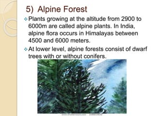 5) Alpine Forest
Plants growing at the altitude from 2900 to
6000m are called alpine plants. In India,
alpine flora occurs in Himalayas between
4500 and 6000 meters.
At lower level, alpine forests consist of dwarf
trees with or without conifers.
 