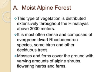 A. Moist Alpine Forest
This type of vegetation is distributed
extensively throughout the Himalayas
above 3000 meters.
It is most often dense and composed of
evergreen dwarf Rhododendron
species, some birch and other
deciduous trees.
Mosses and ferns cover the ground with
varying amounts of alpine shrubs,
flowering herbs and ferns.
 