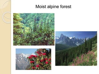 Moist alpine forest
 