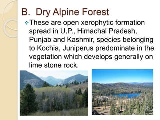 B. Dry Alpine Forest
These are open xerophytic formation
spread in U.P., Himachal Pradesh,
Punjab and Kashmir, species belonging
to Kochia, Juniperus predominate in the
vegetation which develops generally on
lime stone rock.
 