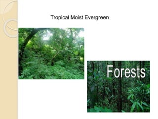 Tropical Moist Evergreen
 