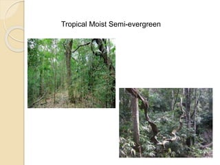 Tropical Moist Semi-evergreen
 