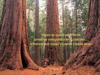 Quien te quiera realmente, jamás se interpondrá en tu camino … a menos que vayas cayendo cuesta abajo. 